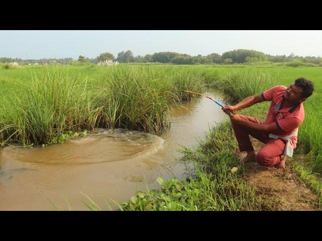 Fishing Video || Nice to see the incredible fishing scene of the village boy || Best hook fishing