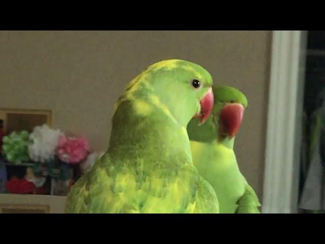 Talking parrot plays peekaboo with reflection in mirror.