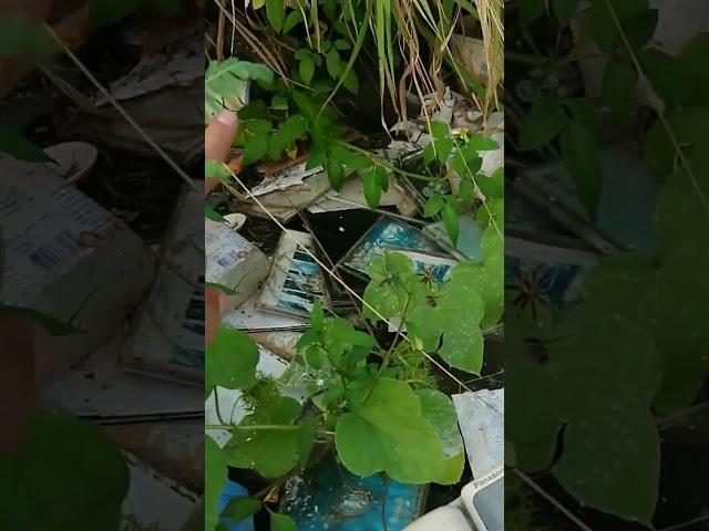 Nhặt Rác ở Đài Loan  Lạ Vlog