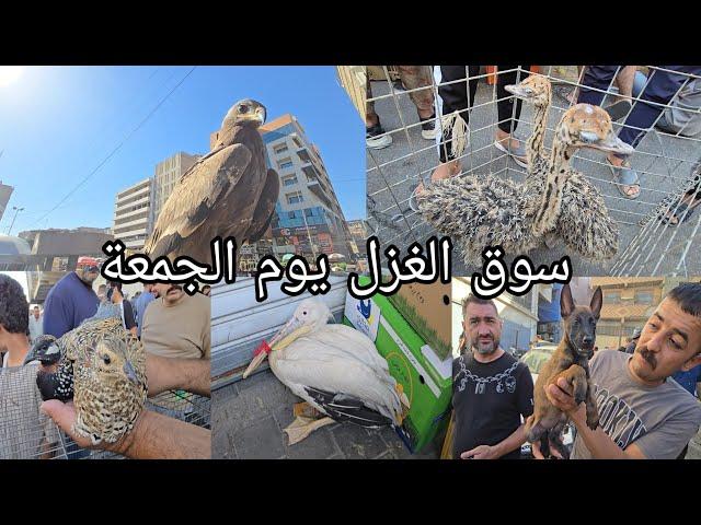 سوق الغزل يوم الجمعة انواع الحيوانات والطيور مخلوقات اول مره تشوفوها  % 2024/9/13