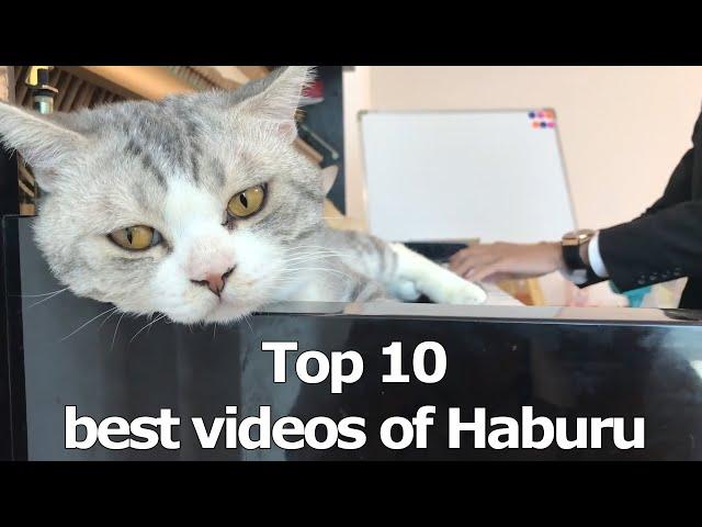 Top 10 best videos of Haburu - The best music of all time