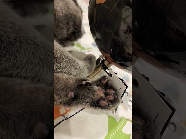 Bubbles the cat paws and claws. Russian Blue.