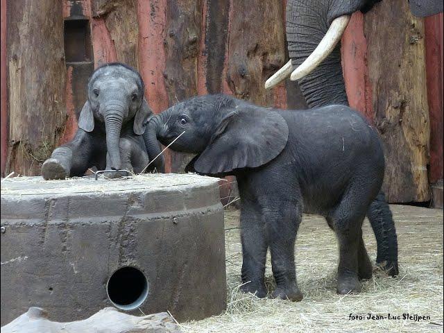 look what a trick I can do on the concrete barrel that holds the hay