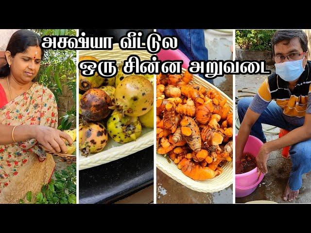 மாடி தோட்டம் அறுவடை | Turmeric harvest  | Maadi thottam | Turmeric plant | Roof garden harvest