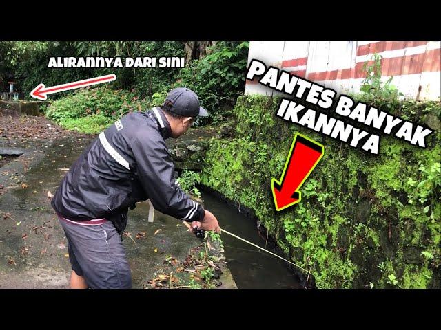 Orang Paling Beruntung‼️ Gak sengaja nemu Selokan Kecil banyak Ikannya...