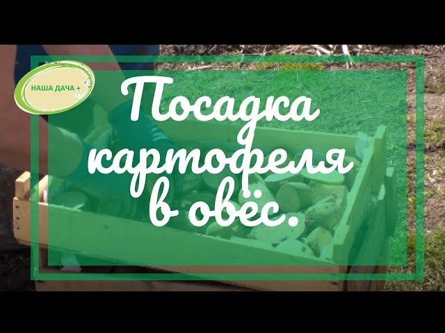 Посадка картофеля в овёс без перекопки. Кольцова Ирина