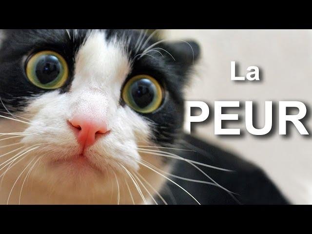 LA PEUR - PAROLE DE CHAT