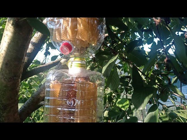 прозрачный улей для пчёл своими руками без всяких затрат