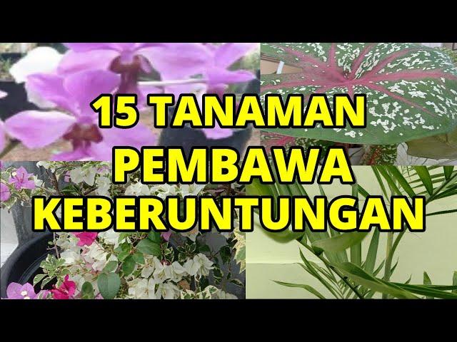 Tanam 15 Tanaman Ini Di Rumah, Pembawa Keberuntungan Dan Rezeki