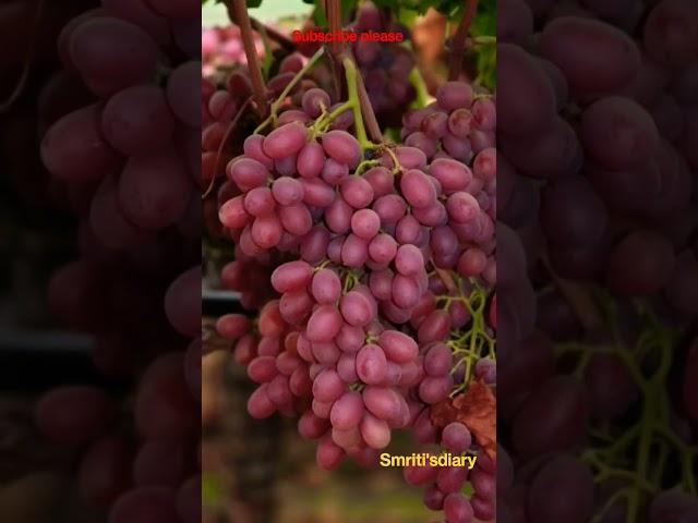 #viralvideo #fruit #trending #viralfruits #enjoybeautifulnature  #shorts #viralshorts