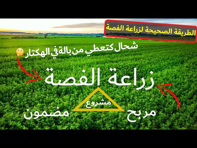 دراسة جدوى شـاملة حول مشروع زراعــة الفصــة  | LA LUZERNE