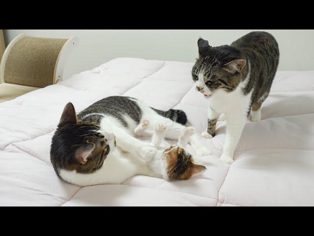 The Big Cat Wants To Protect the Rescued Kitten From the Boss Cat │ Episode.113