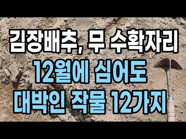 12월에 심어도 대박인 작물 12가지 김장배추, 무우 수확자리 심어보세요