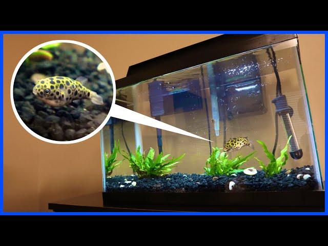 Green Spotted Puffer Tank Setup! (Brackish Water)