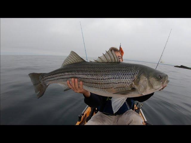 Crushing BIG Striped Bass. Multiple 20+ Pound Fish - Kayak Fishing RI