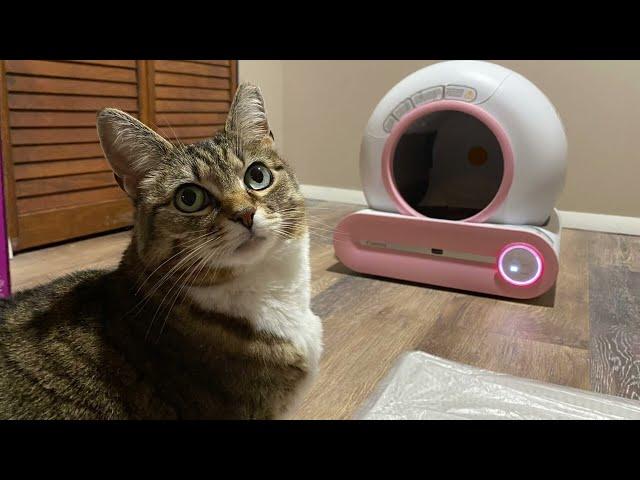 Minnie reviews a self cleaning litter box