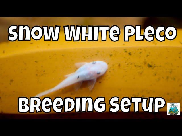 Easy Snow White Pleco Breeding Setup