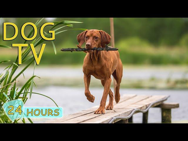 DOG TV: Video Best Entertainment for Anxious Dogs When Home Alone - Collection of Songs for Dogs