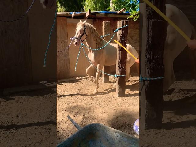 El Güero #viral #horse #california #caballos #shorts