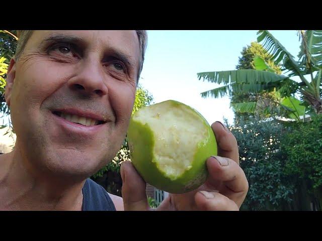 Which White Sapote Should You Have? I'll Show You!