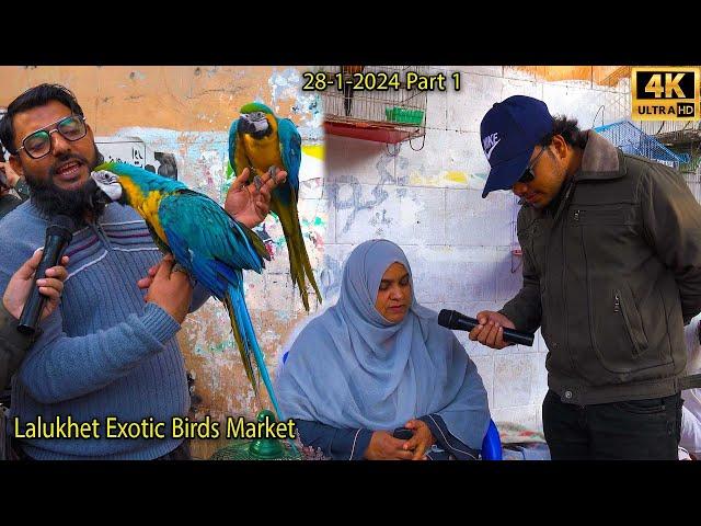 Lalukhet Exotic Hen and Rooster Birds Market Karachi Unique Parrots and Chicks | فراخ الببغاوات