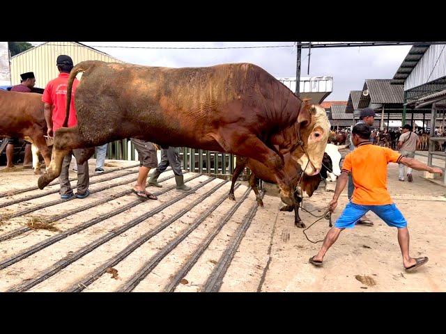 SAPI RAKSASA NGAMUK LUCU GAES TURUN DARI TRUK ‼️