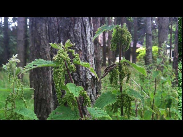 Nettle (Urtica dioica) Seeds