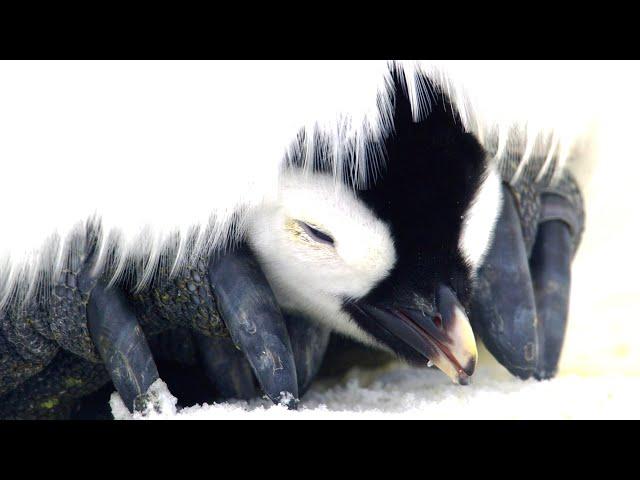 Thousands of Cute Penguin Chicks Hatch | 4K UHD | Dynasties | BBC Earth