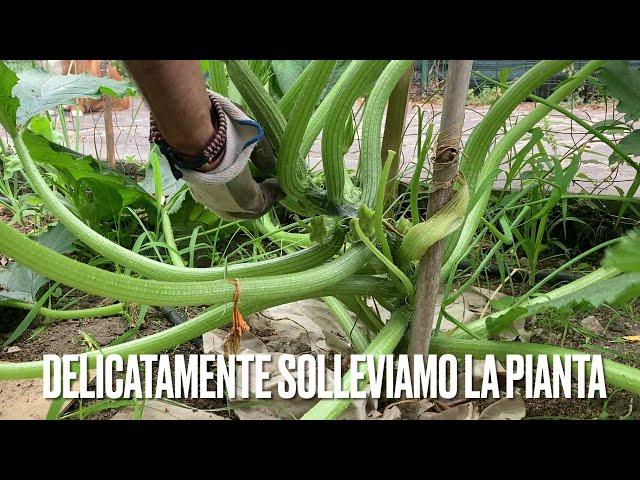 Zucchine romanesche coltivate ad alberello - potatura e legatura alla canna di supporto