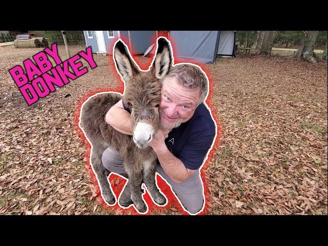 Baby Mini Donkey Introduction