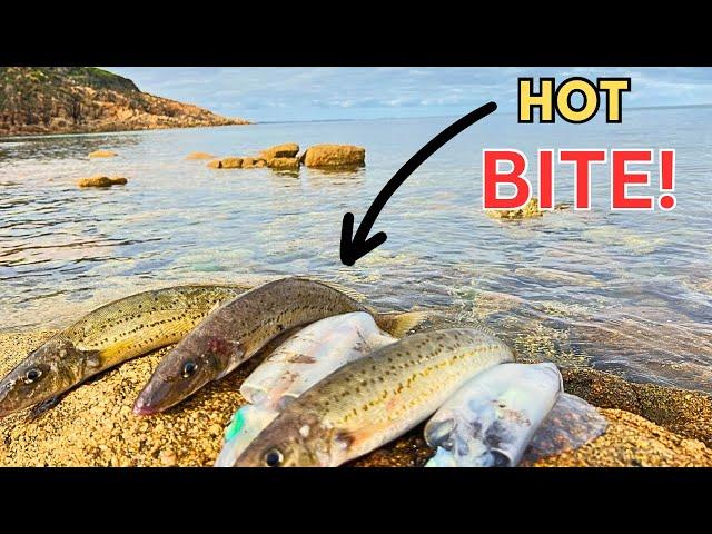 Mt Martha Rocks | Squid and King George Whiting | Port Philip Bay LAND BASED Fishing 