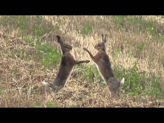 boxing hares in slow motion - boxende Hasen (Leporidae)