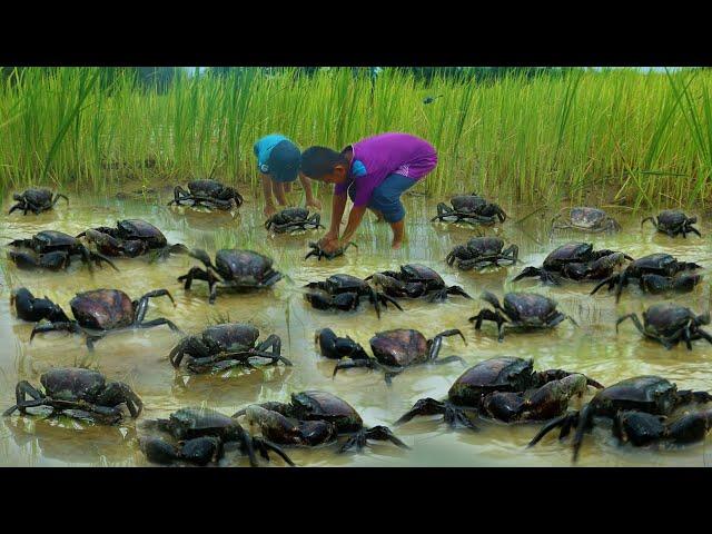 Amazing fishing Craps! fisherman catch crap in mud at rice field after the big rain in rainy season