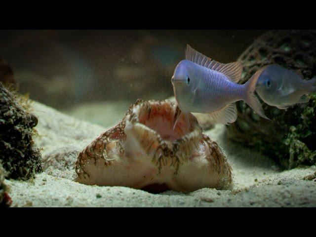 The Tasselled Wobbegong Shark Lures in Prey for Ambush