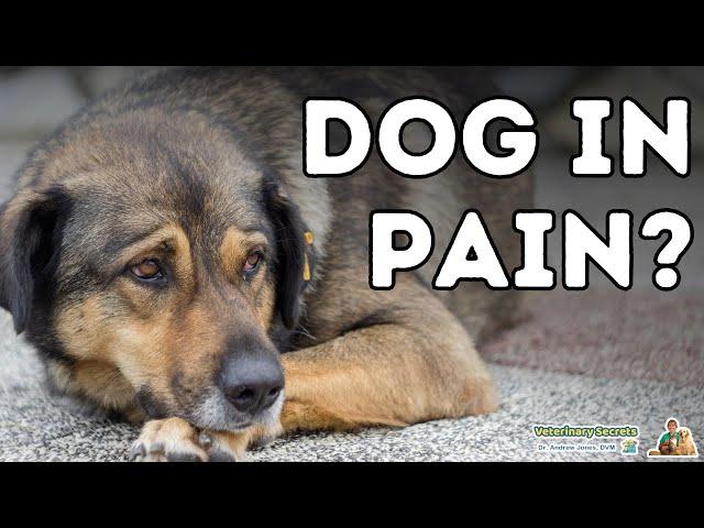 Dog Pain: Home Remedies That Quickly Work