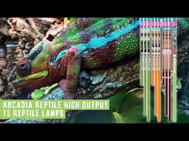T5 UV Reptile Lighting by Arcadia Reptile, Our FULL Range. Tried, Tested, Trusted!