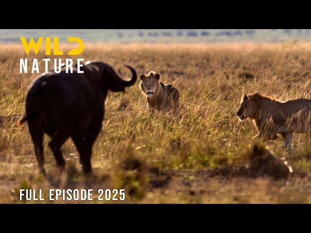 VICTORIA FALLS | Predators and Prey in the Land of the Great Cascade | Animal documentary