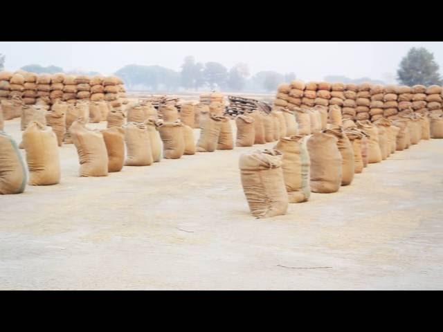 Dhaan - A Documentary about the Rice crop in Pakistan