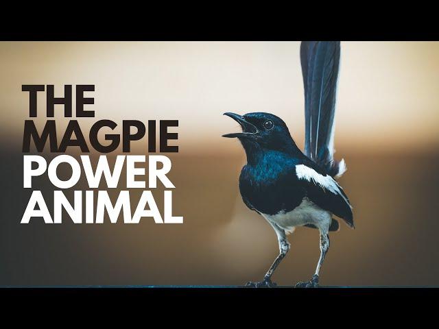 The Magpie Power Animal