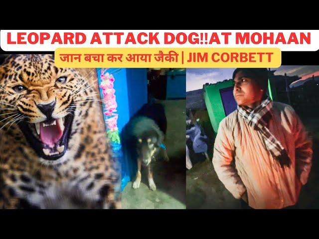 Leopard Attack Dog‼️At Mohaan | Jim Corbett