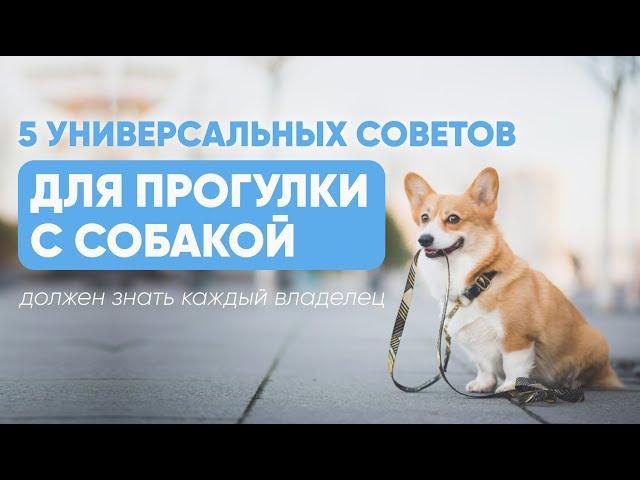 5 советов ДЛЯ ПРОГУЛКИ с собакой, которые ДОЛЖЕН ЗНАТЬ каждый владелец 