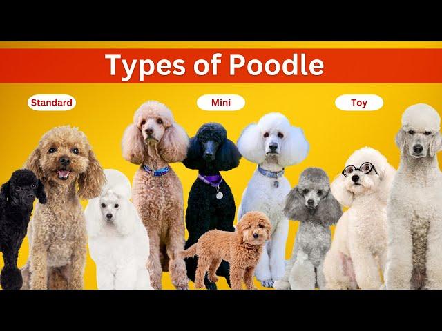 9 Types of Poodle Colors & Their Roles