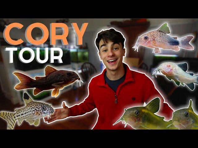 Corydoras Collection - Tour and Update