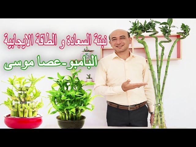 نبتة السعادة و الطاقة الايجابية - البامبو - عصا موسى