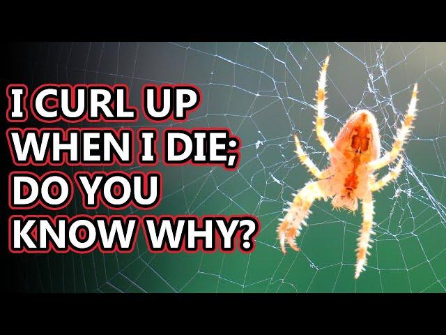 Spider facts: what is a spider? | Animal Fact Files