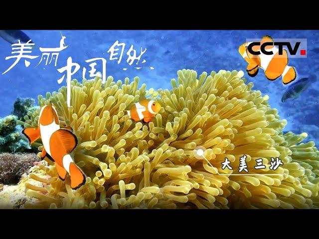 【ENG】鱼群、成片的珊瑚群、簇拥海葵生长的小丑鱼...... 探访三沙宁静梦幻的水下世界！《美丽中国自然》大美三沙系列【CCTV纪录】