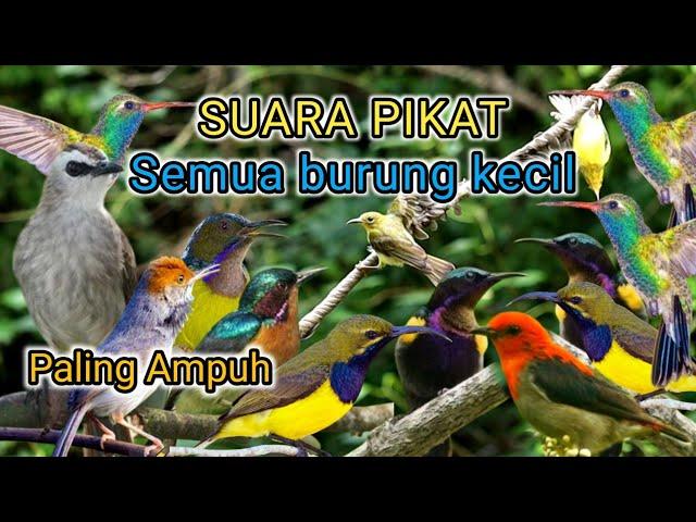 Suara pikat semua burung kecil mp3 PALING AMPUH