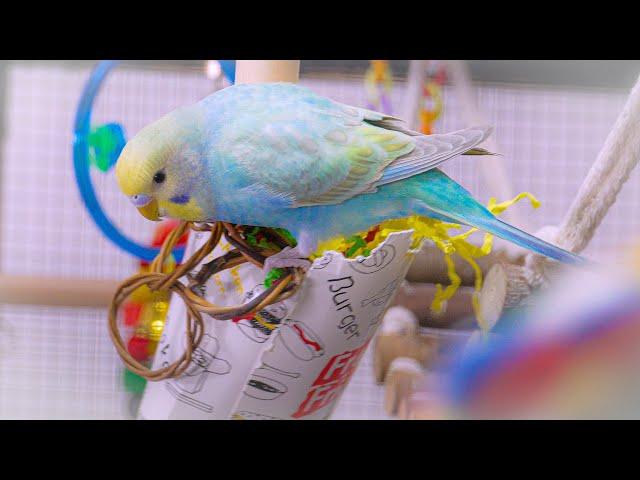 Baby Budgie Rainbows sounds for 1 hour of joyful chirping and playing