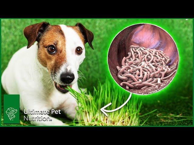 How To Improve Dog Gut Health - 4 Simple Ways To Do It | Ultimate Pet Vet