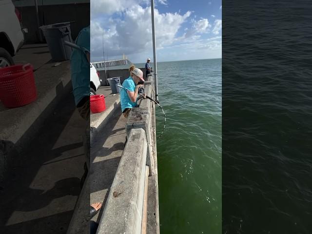 Catching a MONSTER grouper from under the PIER!!  #skyway #fishing #bigfish